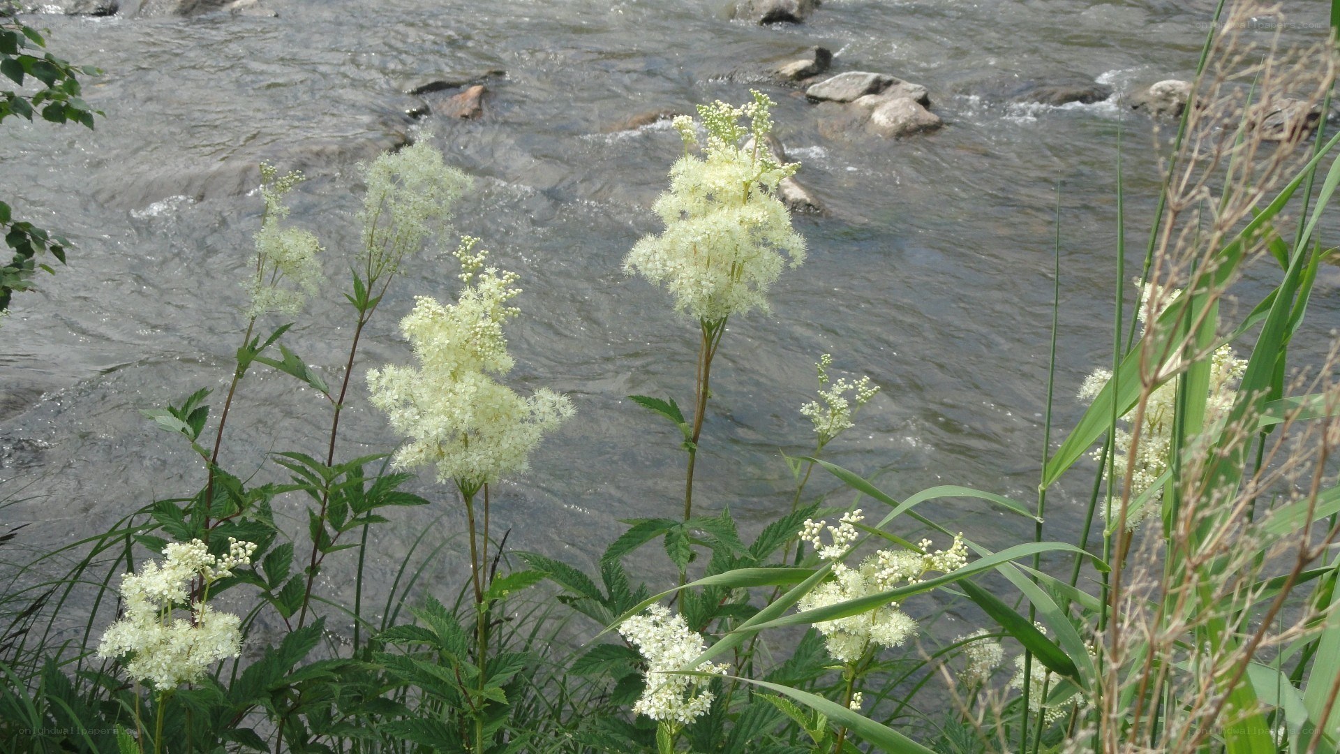 White flowers by a river