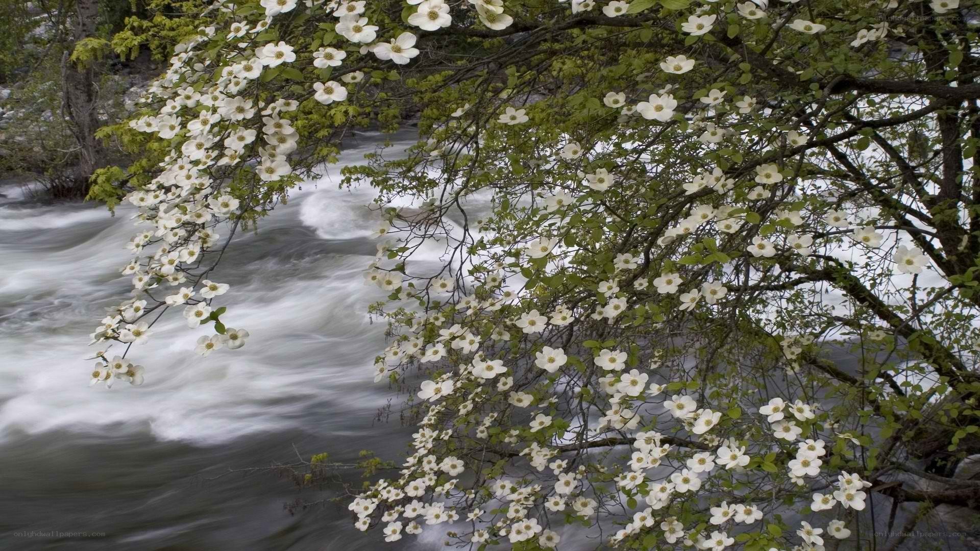 White flowers by a river