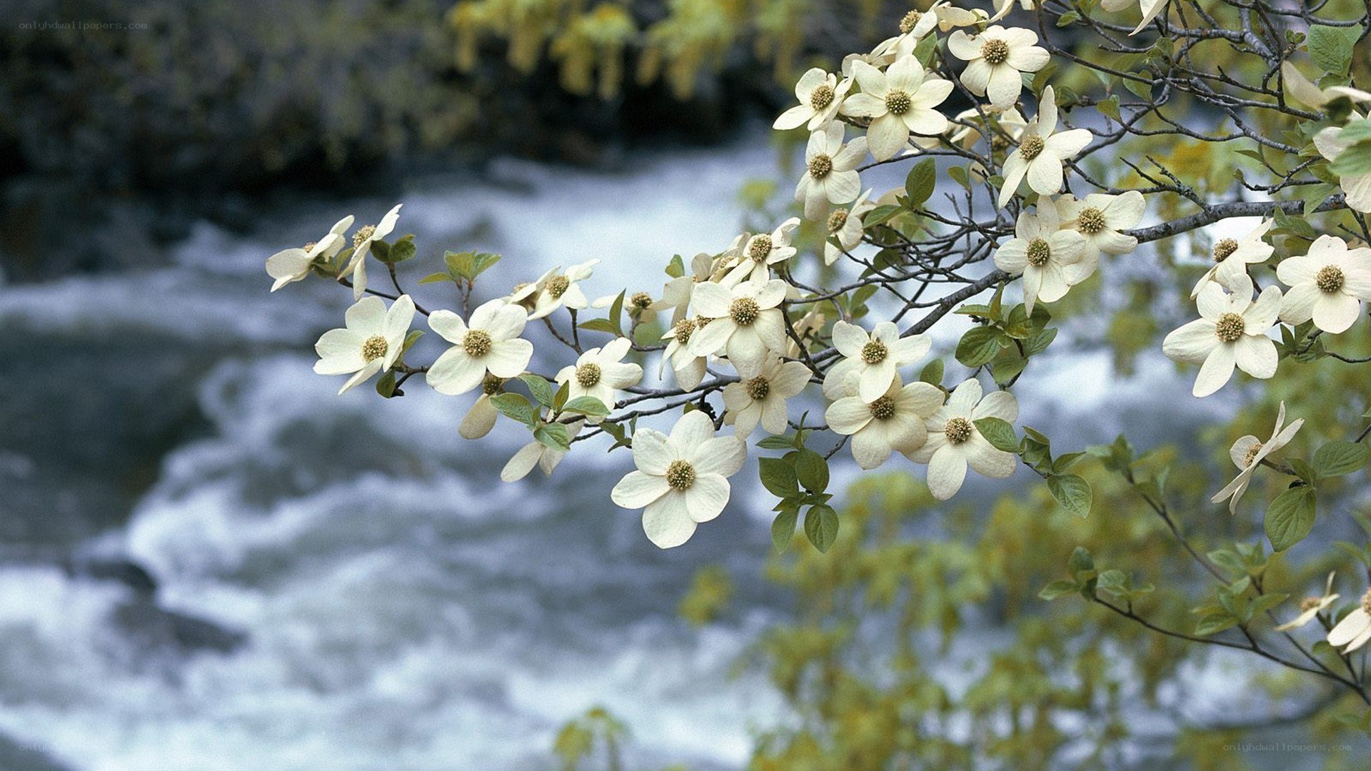 White flowers by a river