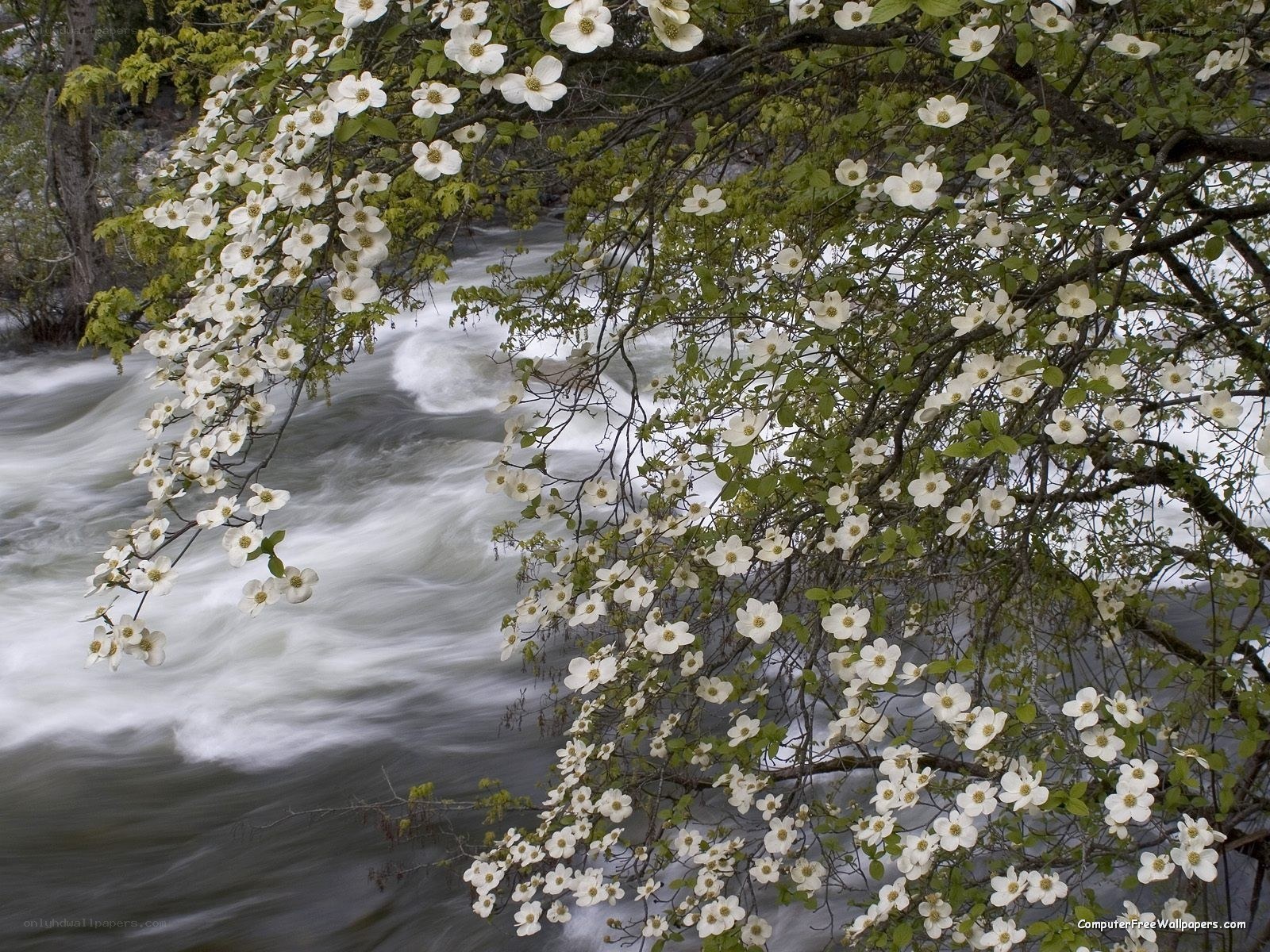 White flowers by a river