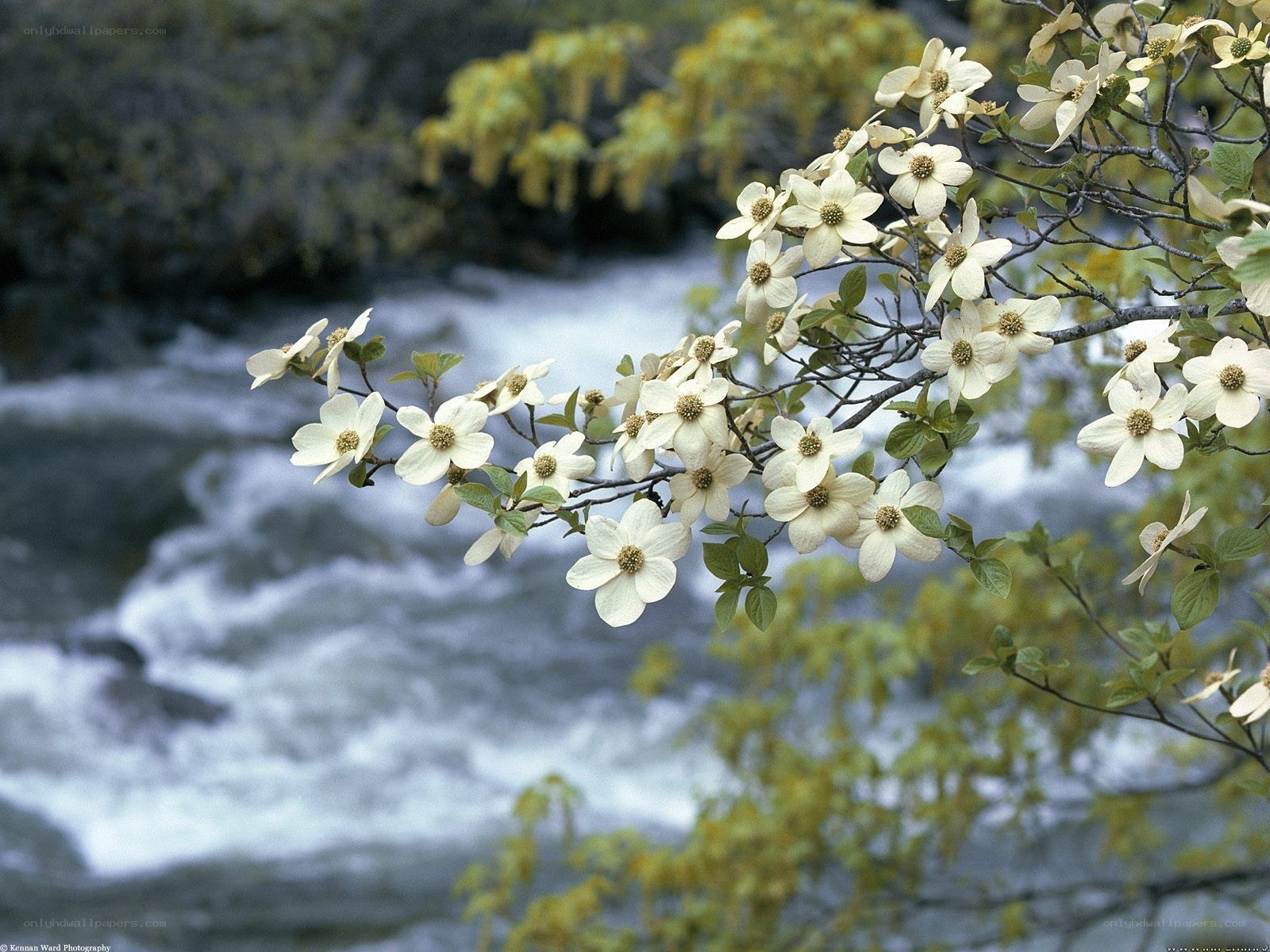 White flowers by a river