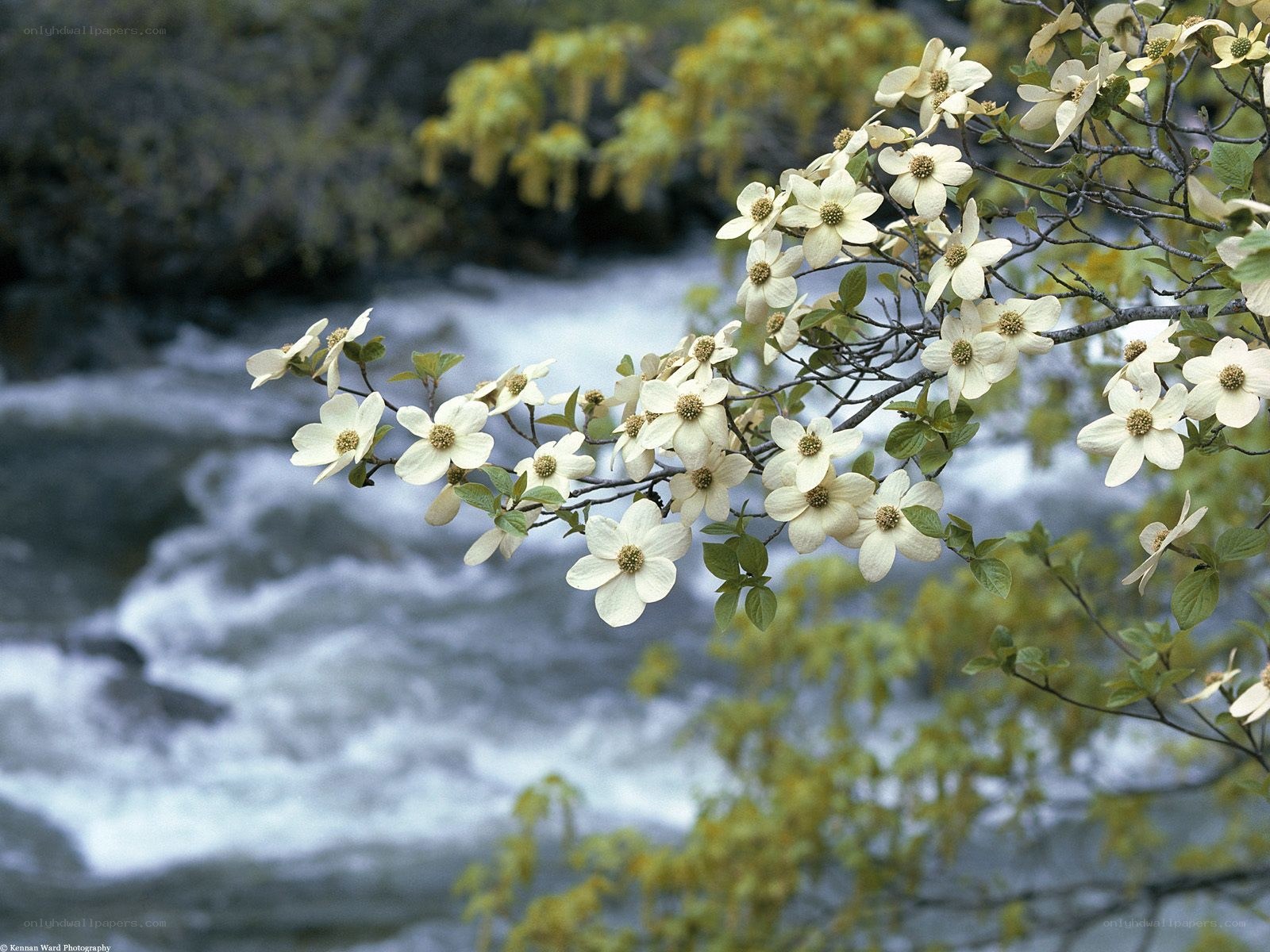 White flowers by a river