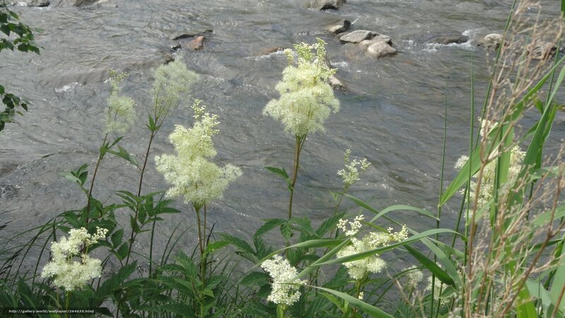 White flowers by a river