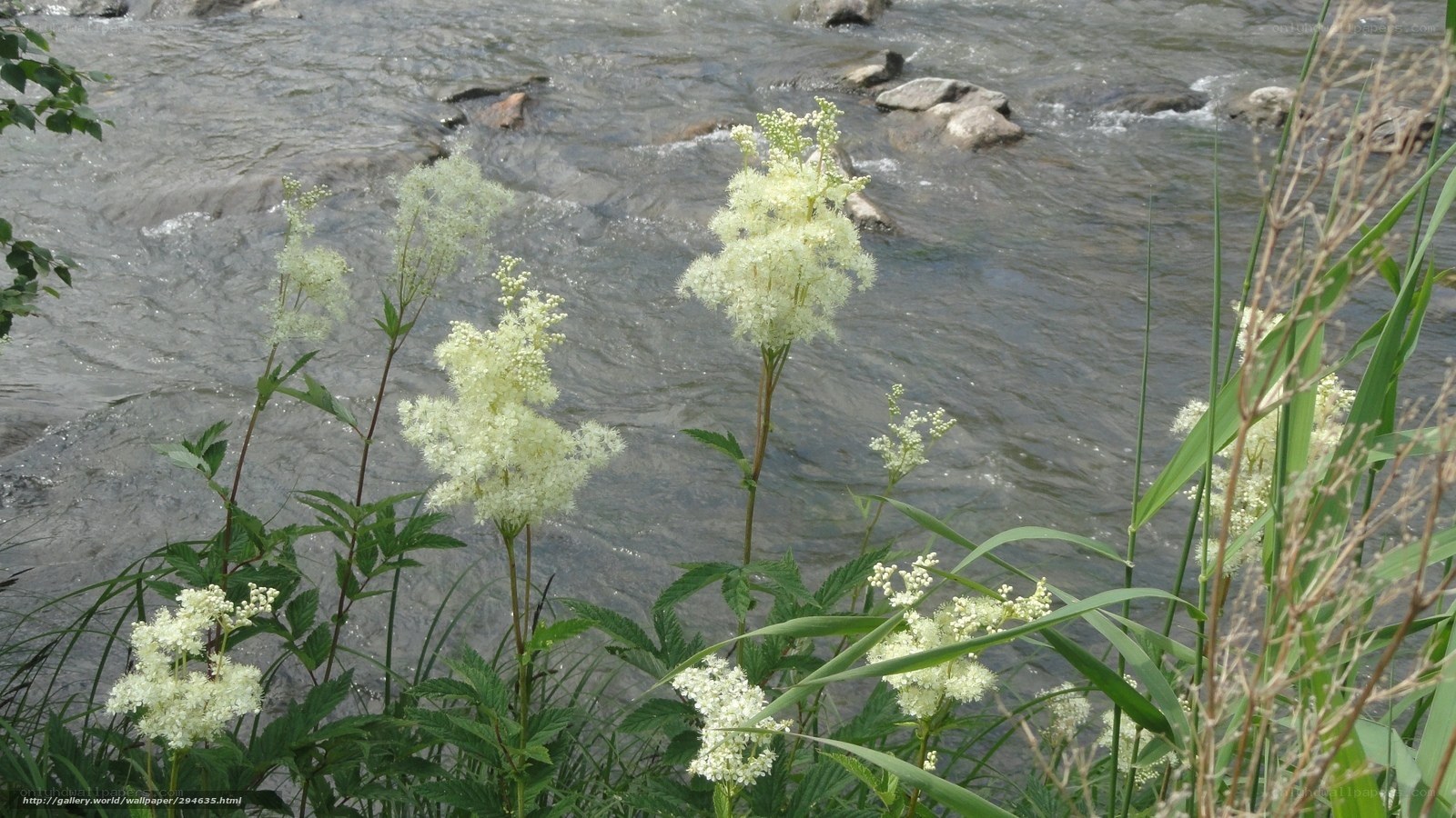 White flowers by a river
