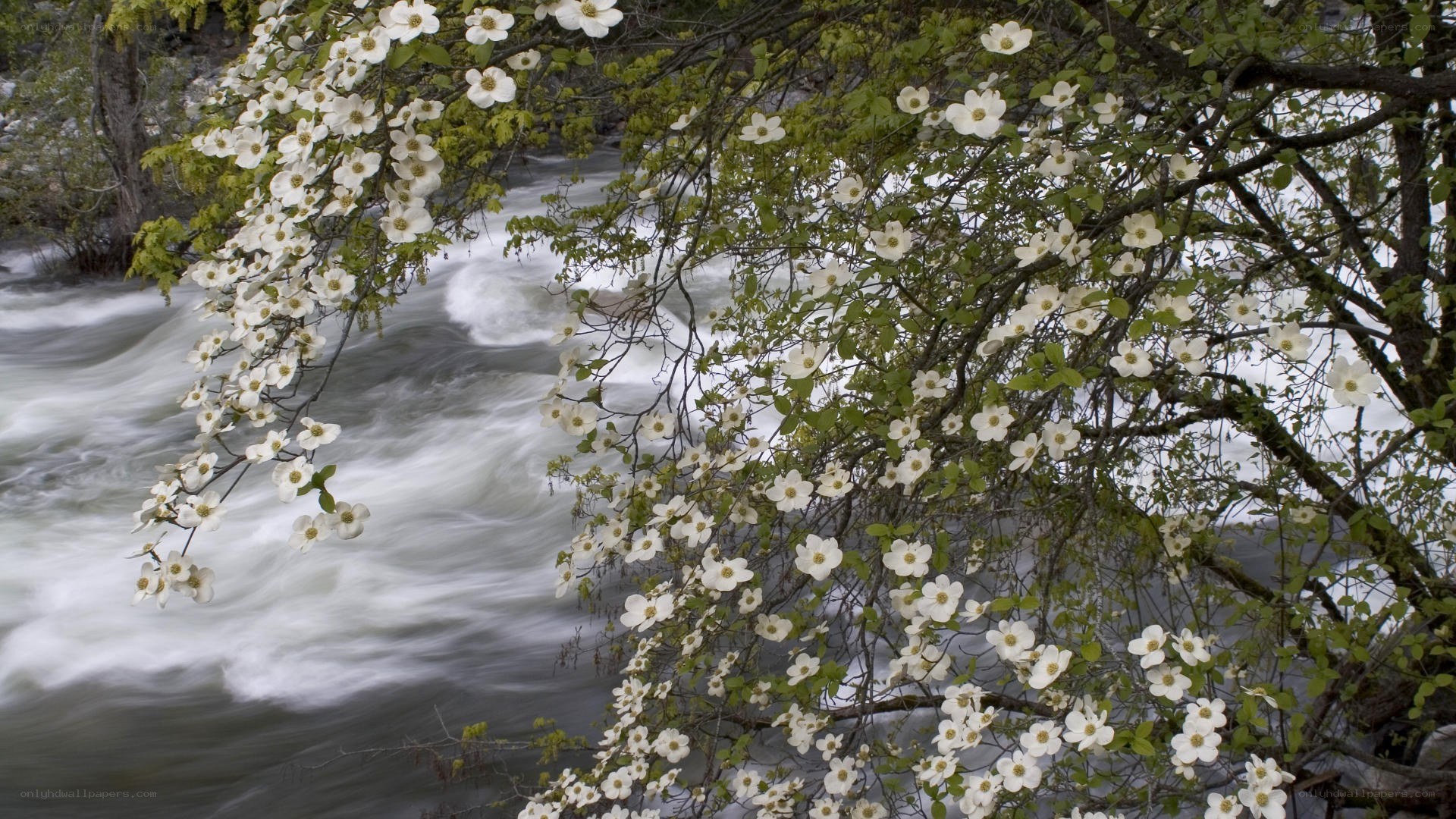 White flowers by a rushing river