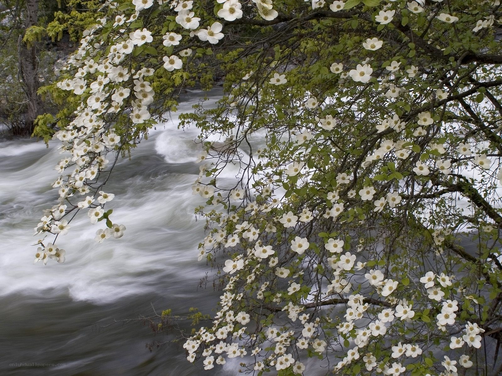 White flowers by a rushing river
