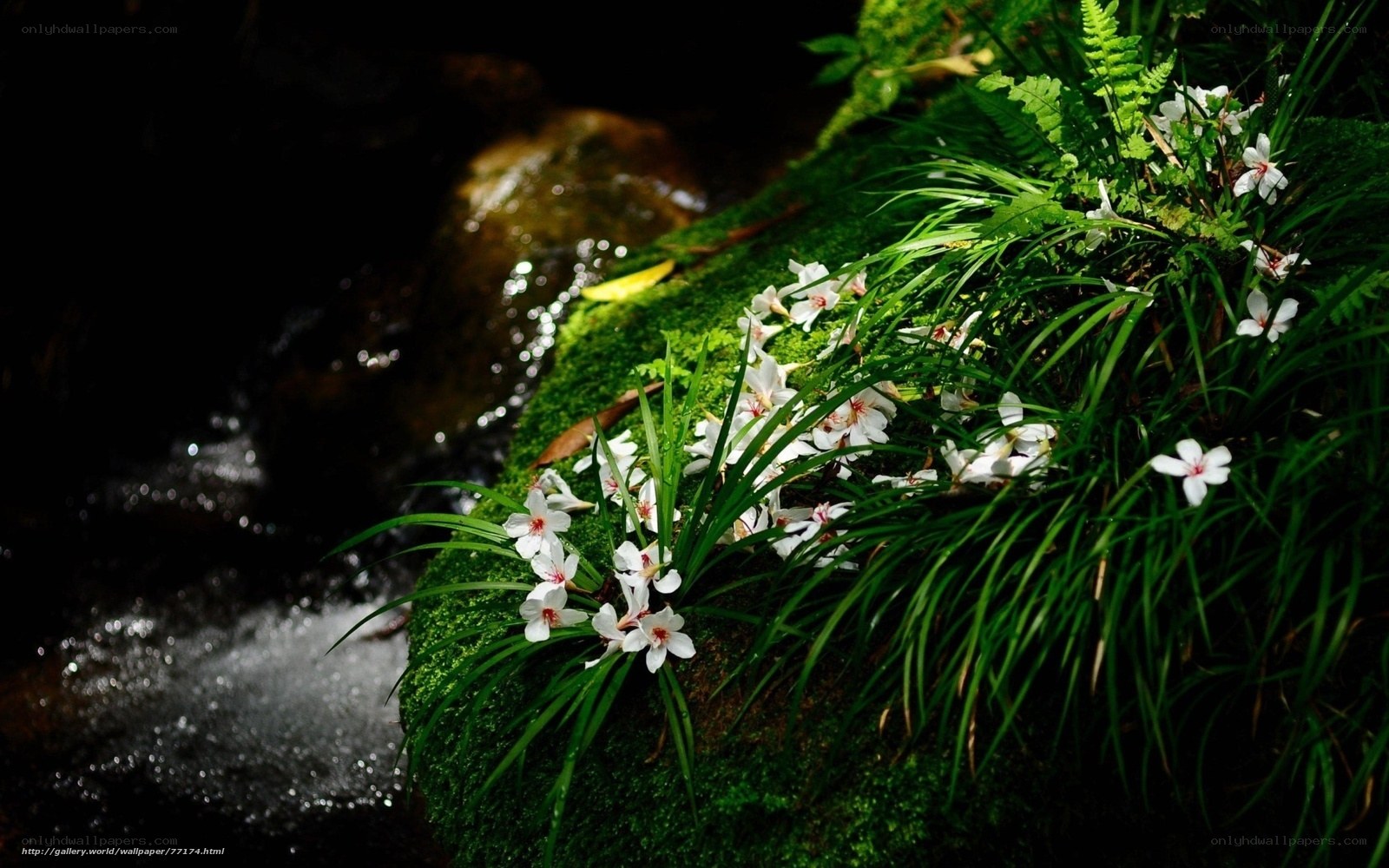 White flowers by a stream