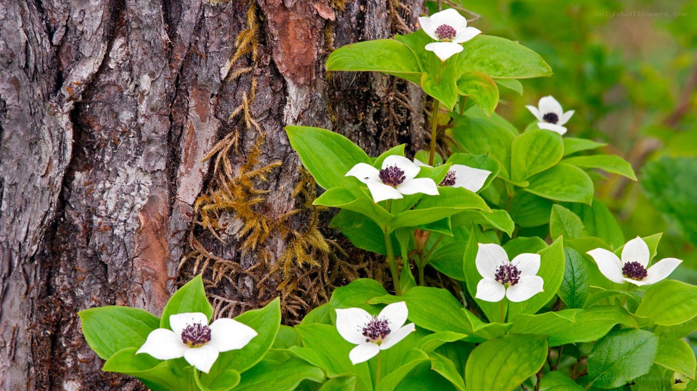 White flowers by a tree trunk