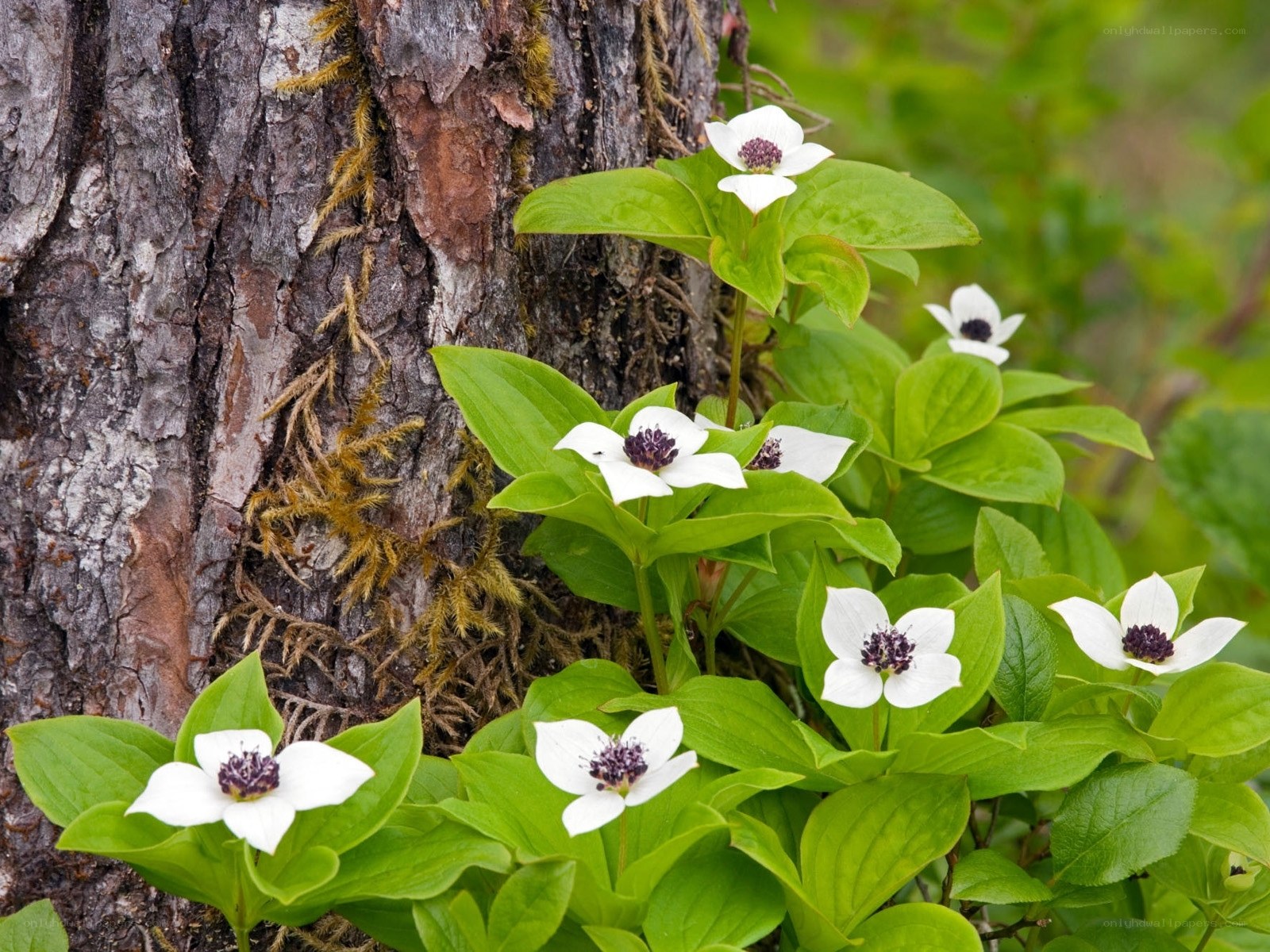 White flowers by a tree trunk