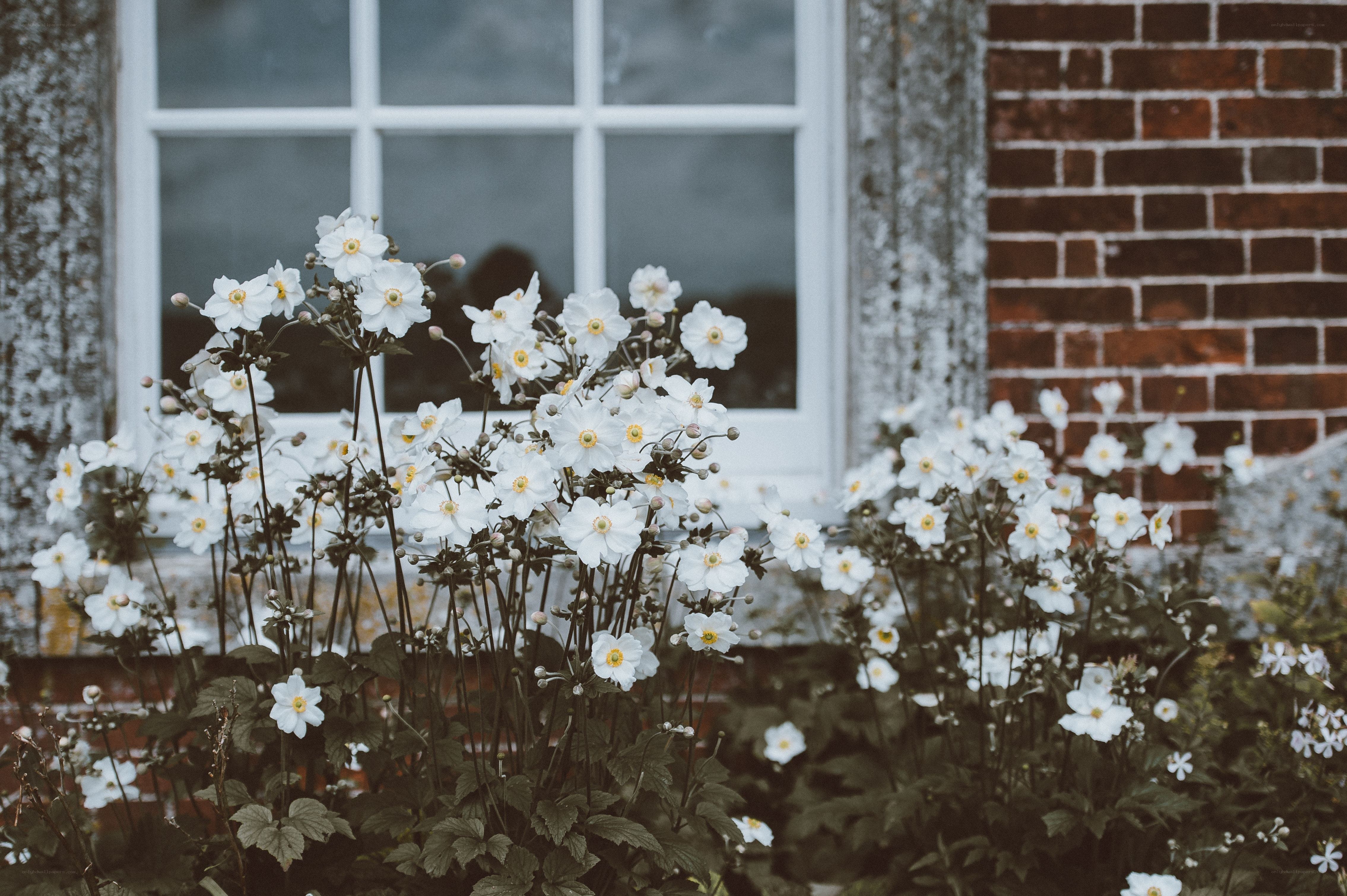 White flowers by a window