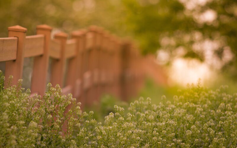 White Flowers by Fence