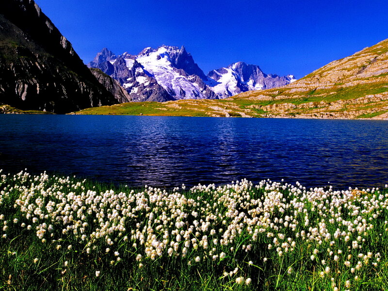 White Flowers by Lake — Blue, Serene, Afternoon