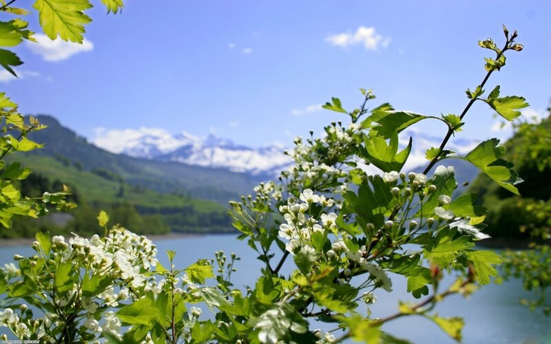 White Flowers by Lake — Blue, Serene, Spring
