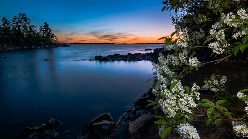 White Flowers by Lake — Blue, Serene, Sunset, Photograph, Rocks