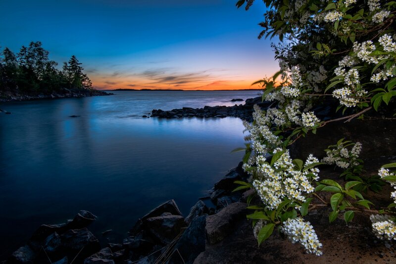 White Flowers by Lake — Blue, Serene, Sunset