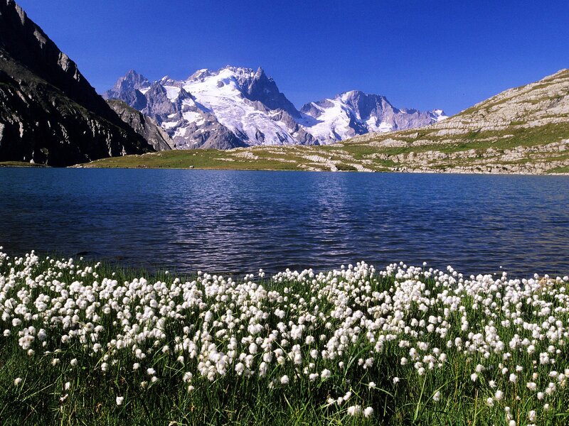 White Flowers by Lake — Blue, Serene