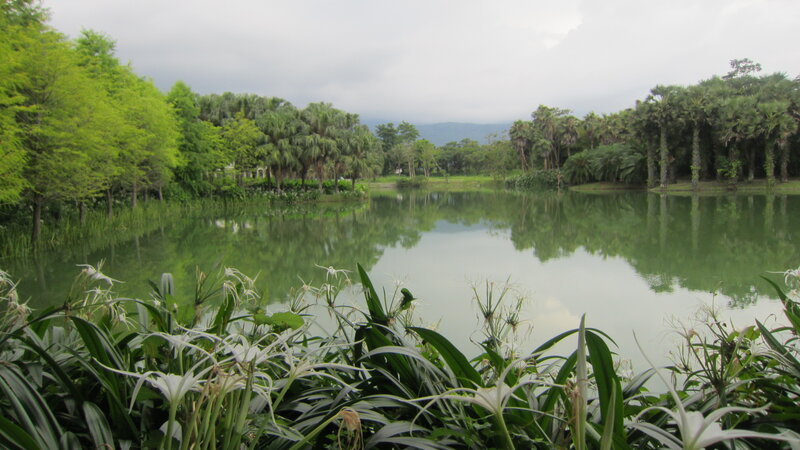 White Flowers by Lake — Green, Serene