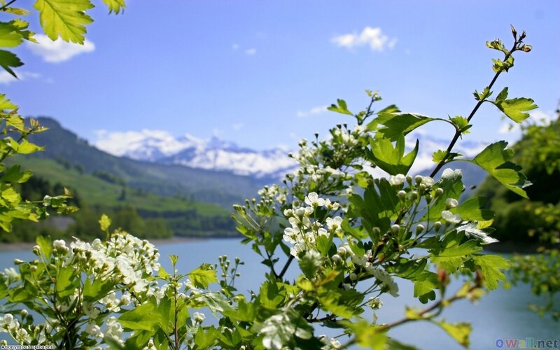 White Flowers by Lake — Green