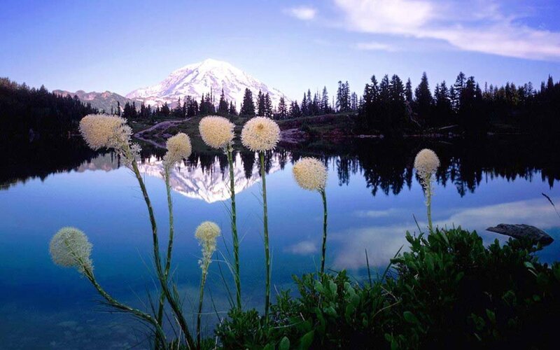 White Flowers by Lake