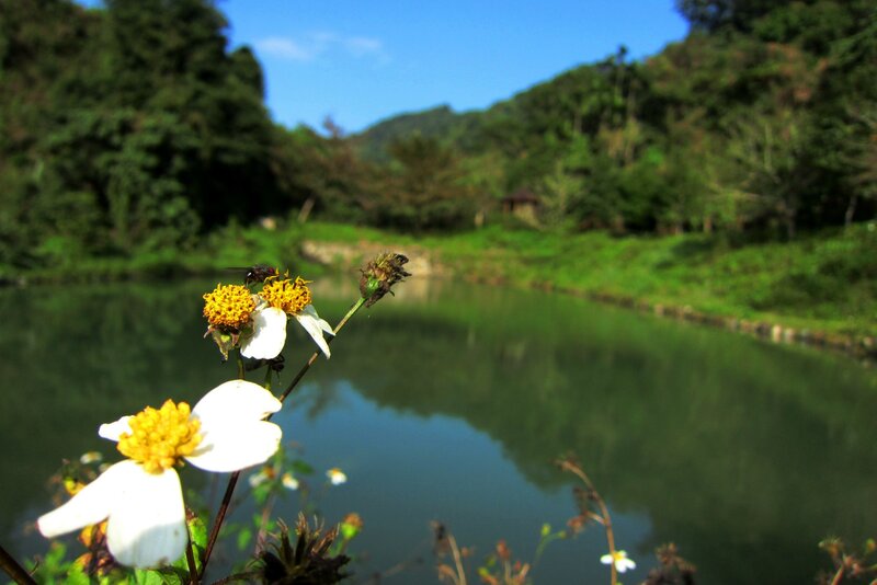 White Flowers by Pond — Green, Serene, Afternoon