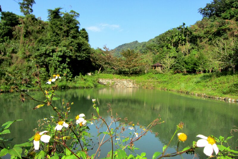 White Flowers by Pond — Green, Serene