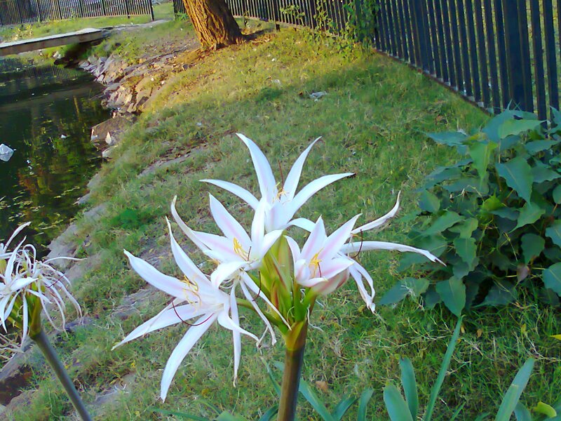 White Flowers by Pond — Green