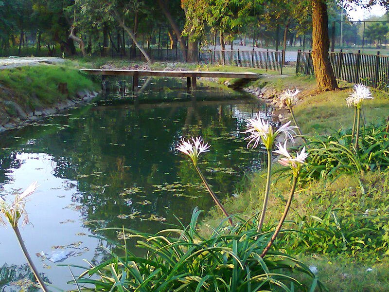 White Flowers by Pond