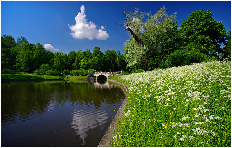 White Flowers by River