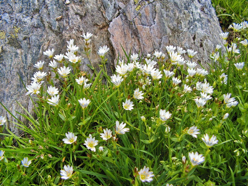White Flowers by Rock