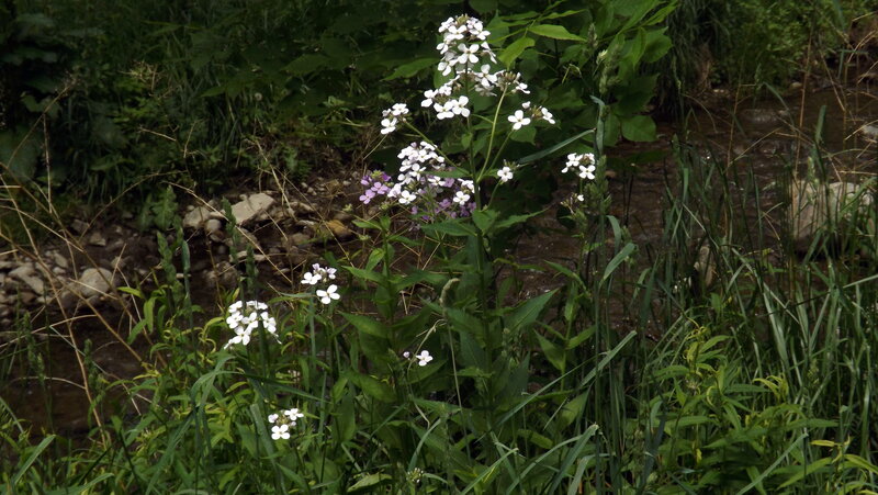 White Flowers by Stream — Green