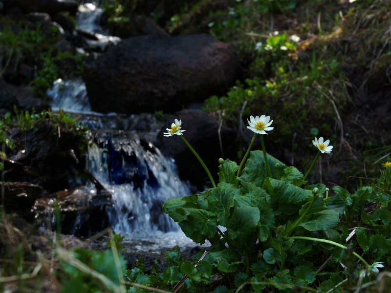 White Flowers by Stream