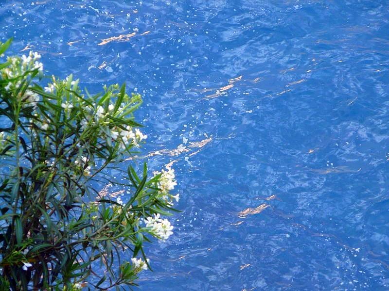 White flowers by the blue water