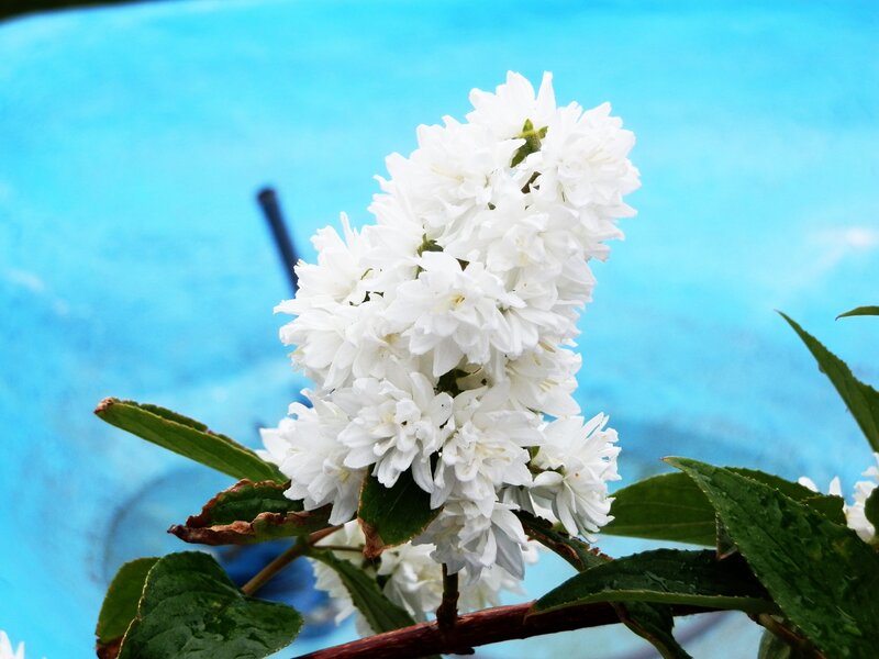 White flowers by the pool
