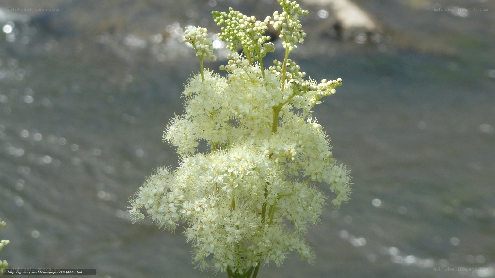 White flowers by the river
