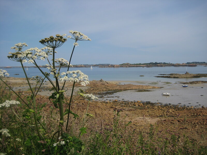 White Flowers by the Shore