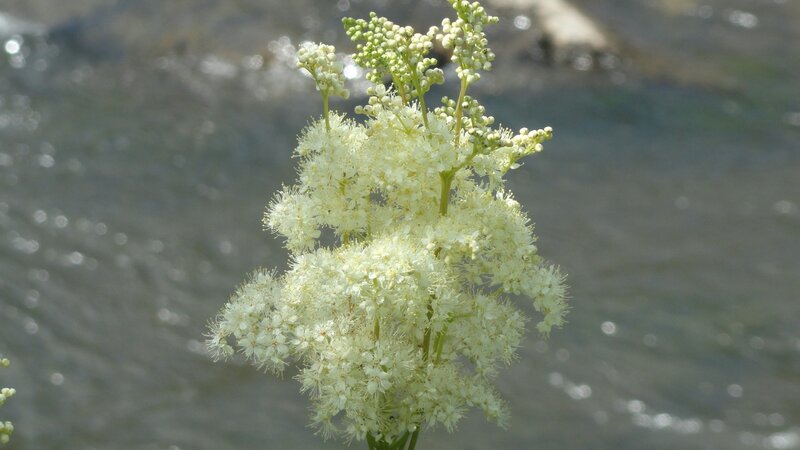 White flowers by the water
