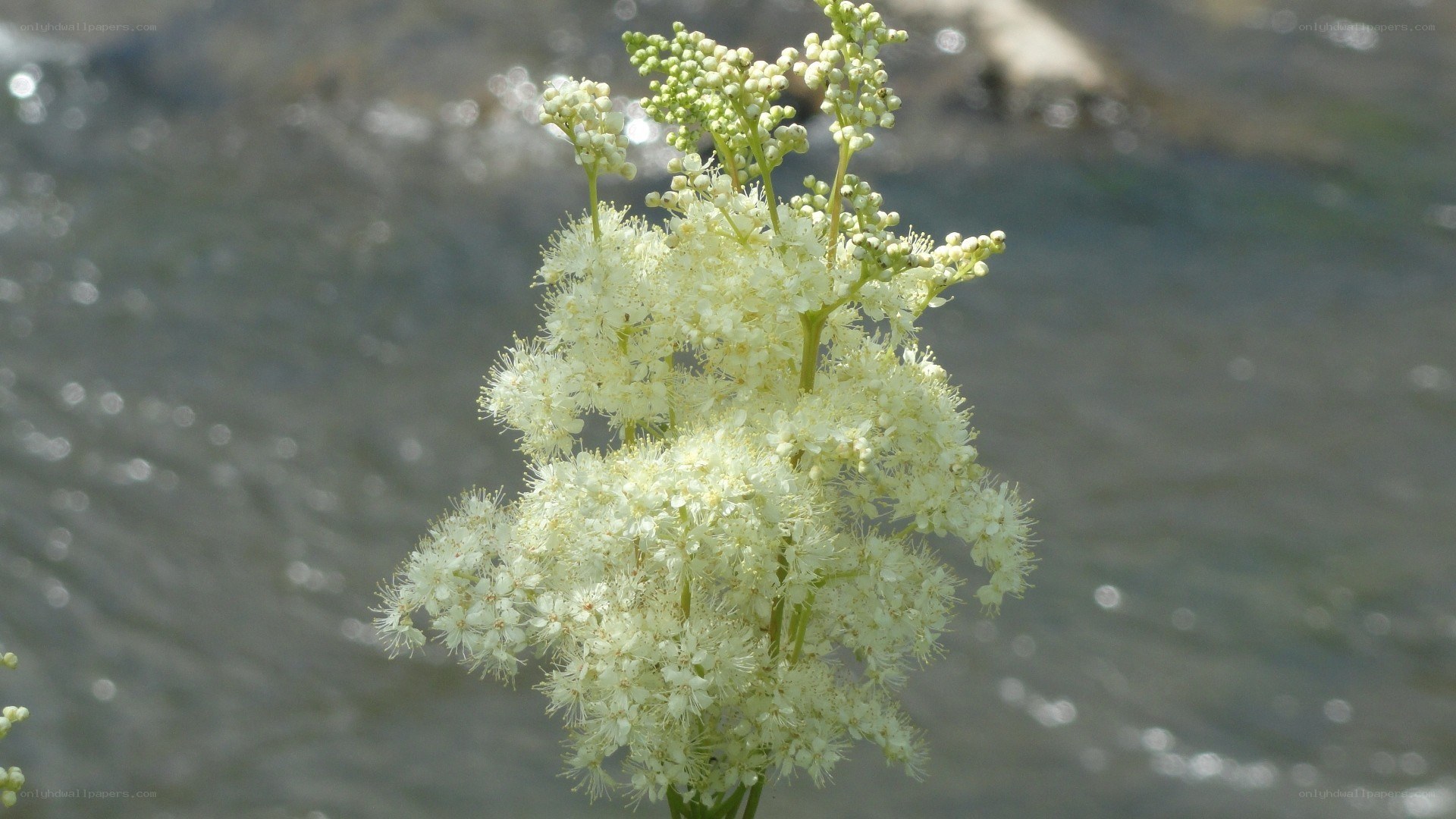 White flowers by the water