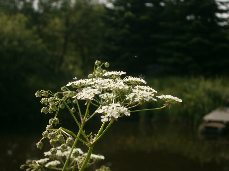 White flowers by the water