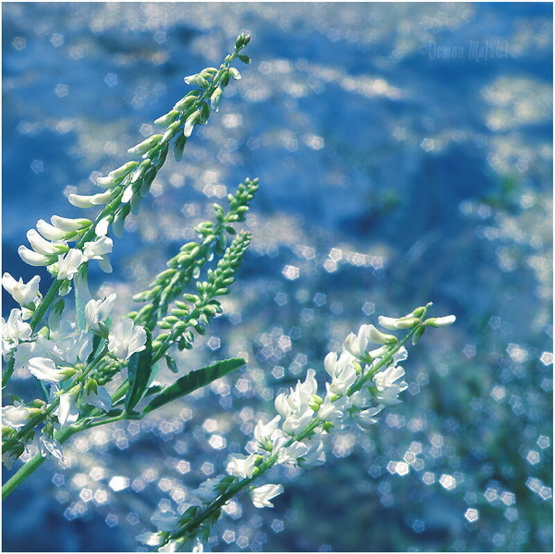 White flowers by the water