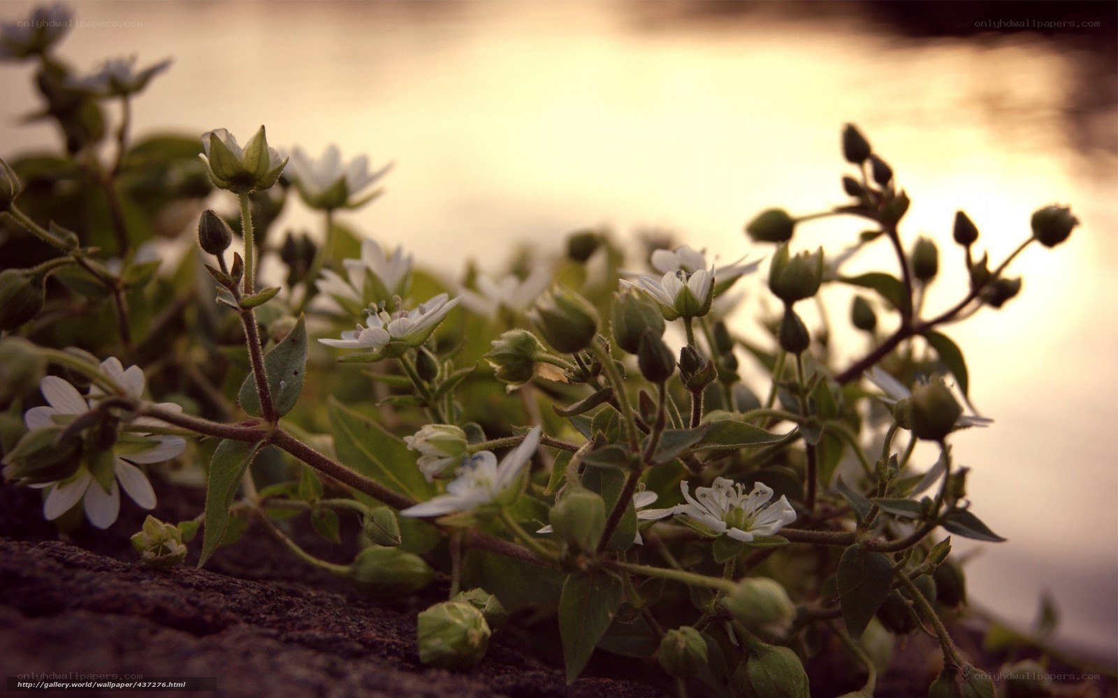 White flowers by the water