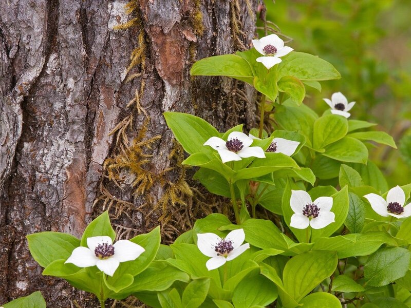 White Flowers by Tree — Green, Serene