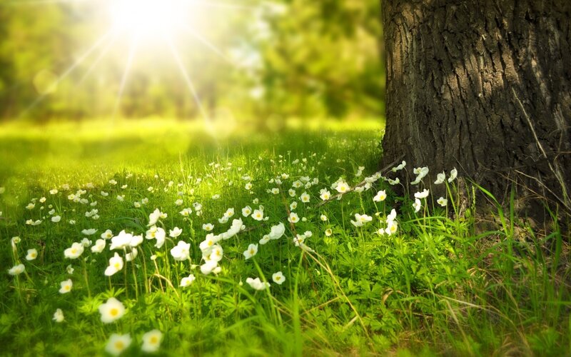 White Flowers by Tree — Green