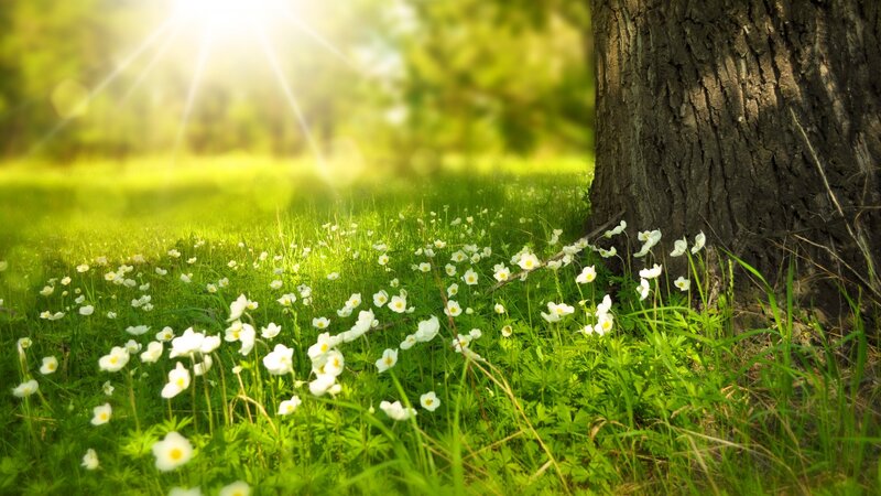 White Flowers by Tree