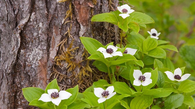 White flowers by tree trunk