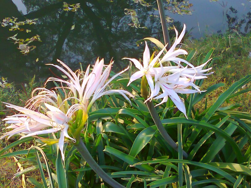 White Flowers by Water