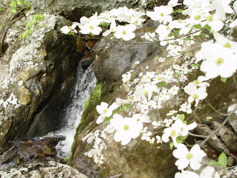 White Flowers by Waterfall