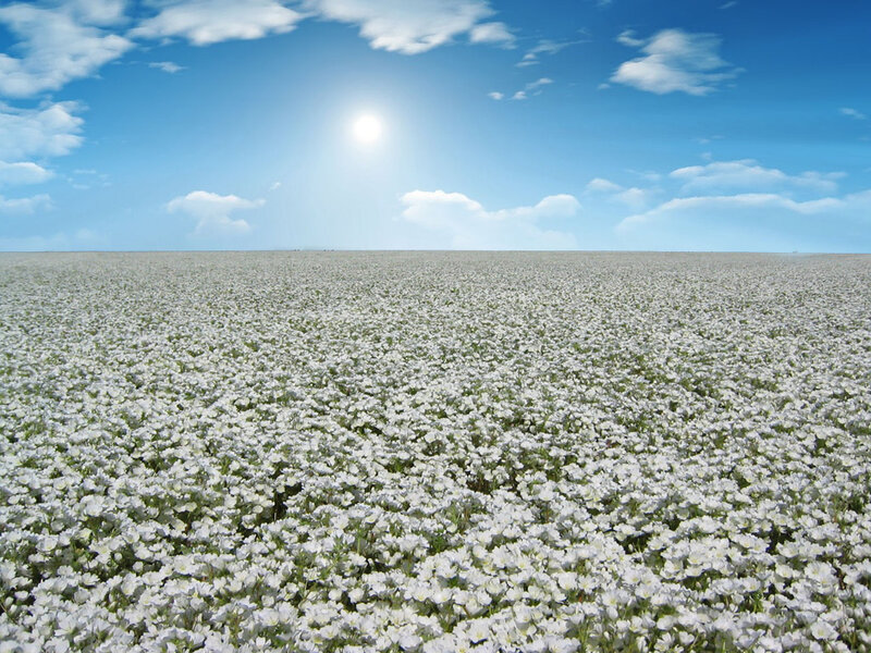 White Flowers Field