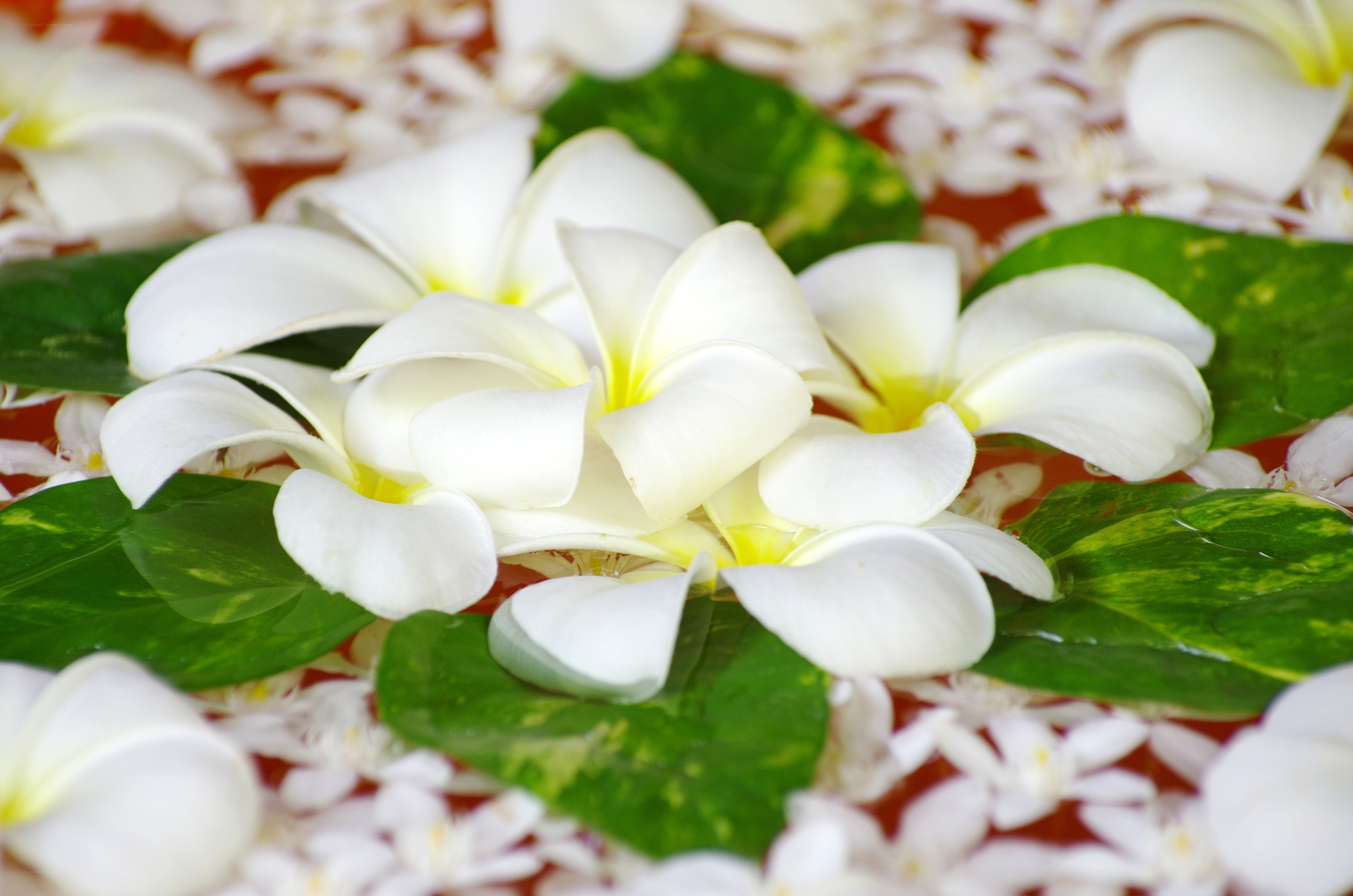 White flowers floating on water