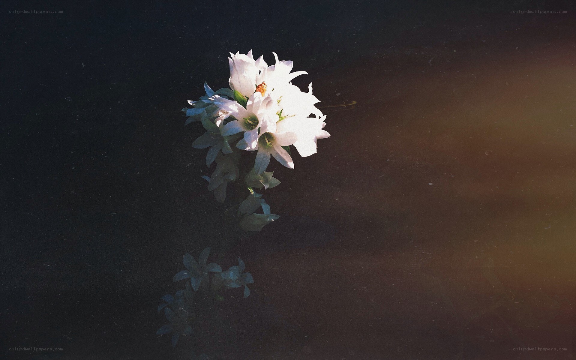 White flowers floating on water