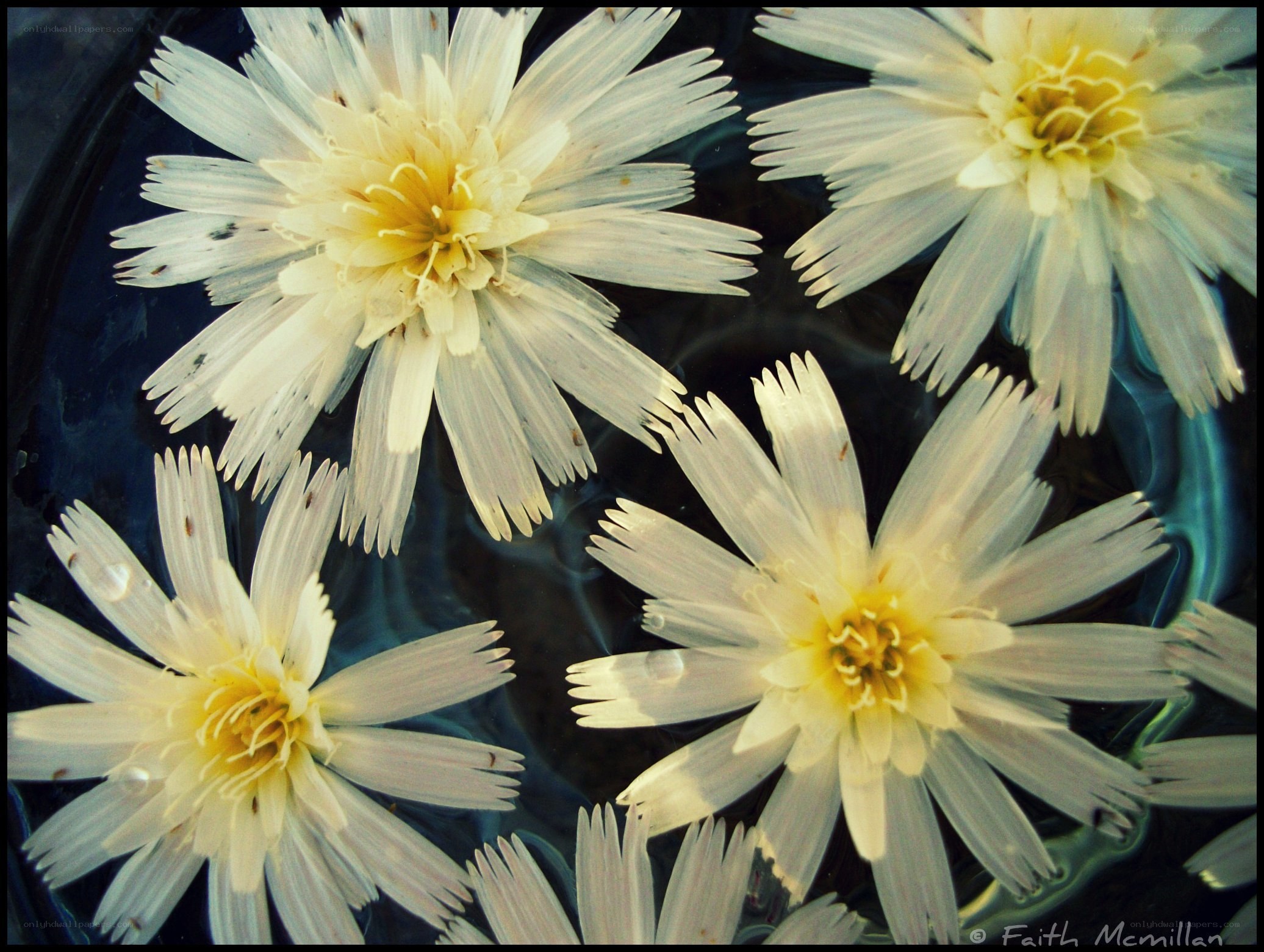 White flowers floating on water
